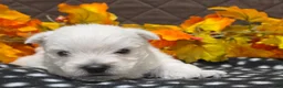 West Highland Terrier dogs for sale: Zayden - Ad 4