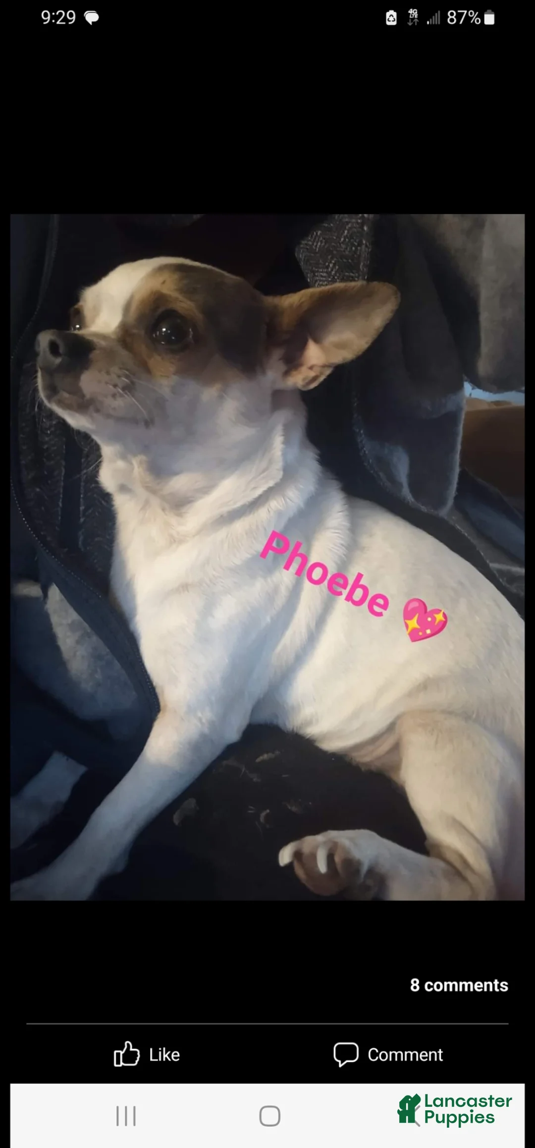 Mixed Breed dogs for sale: Glitter Mixed Breed Puppy 1 - Ad 4