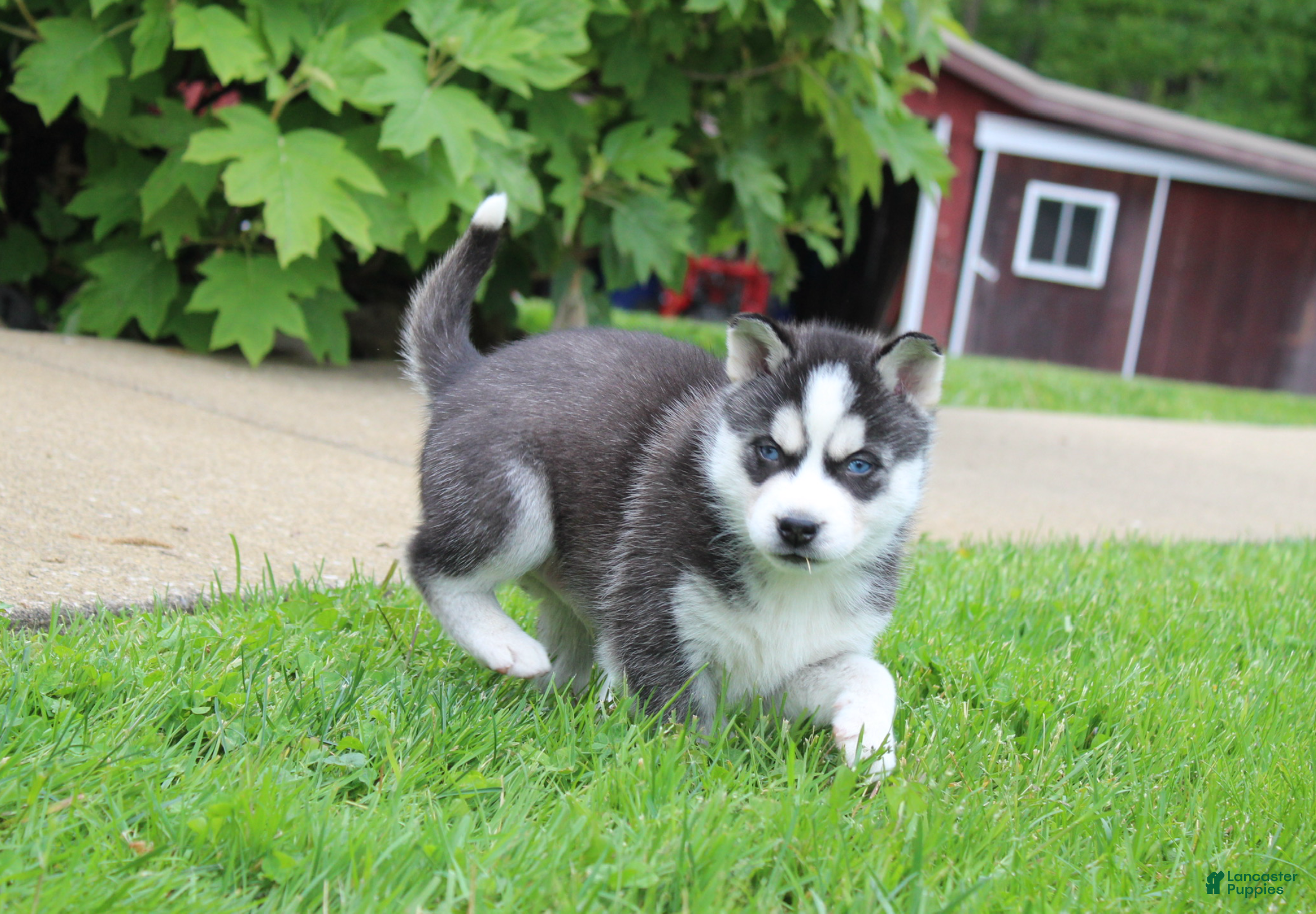 Siberian Husky dogs Alaska - Ad 2