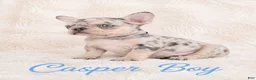 French Bulldog dogs for sale: Casper Boy - Ad 7