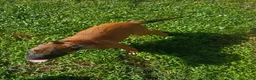 Mixed Breed dogs for sale: Mixed Breed 3 - Ad 8