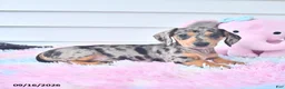 Miniature Dachshund dogs for sale: Indigo - Ad 4