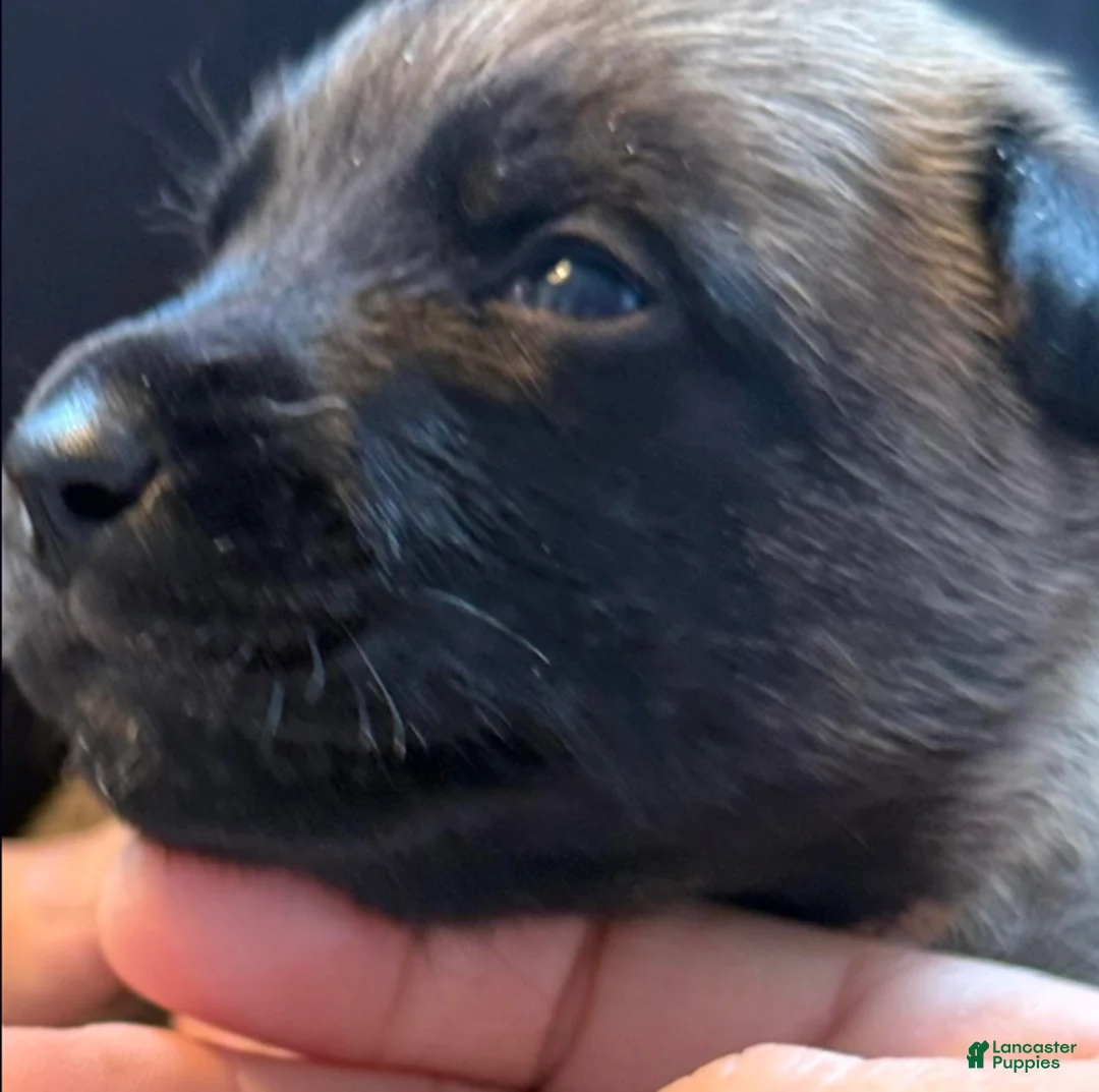 Belgian Malinois dogs for sale: Belgian Malinois Boy 3 - Ad 1