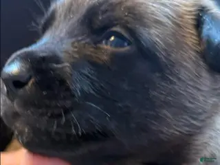 Belgian Malinois dogs for sale: Belgian Malinois Boy 3 - Ad 3