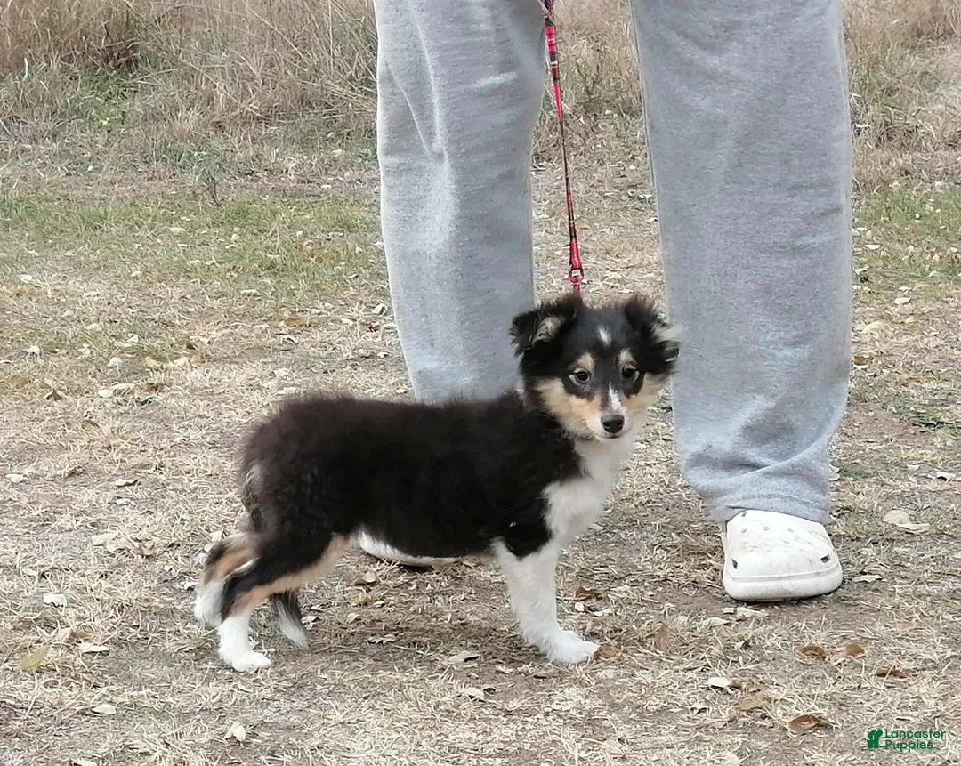 Shetland Sheepdog dogs for sale: Millie - Ad 6
