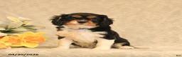 Cavalier King Charles Spaniel dogs for sale: Inky - Ad 2