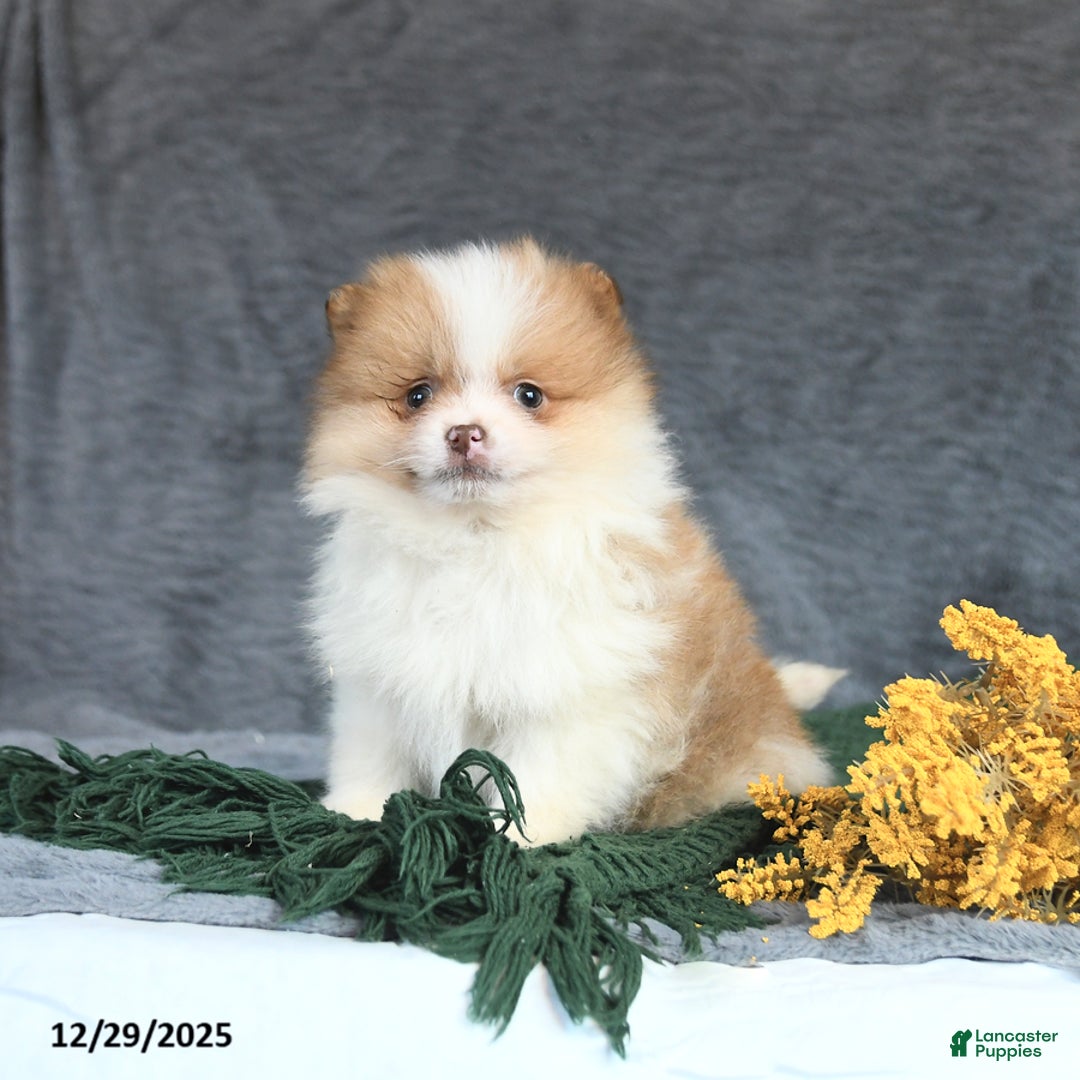 Pomeranian dogs for sale: Echo - Ad 2