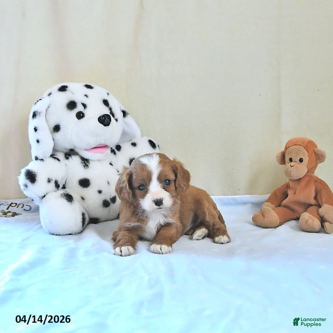 Cavapoo dogs for sale: Atlas - Ad 2