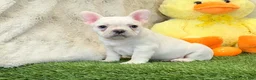 French Bulldog dogs for sale: Dozer - Ad 8