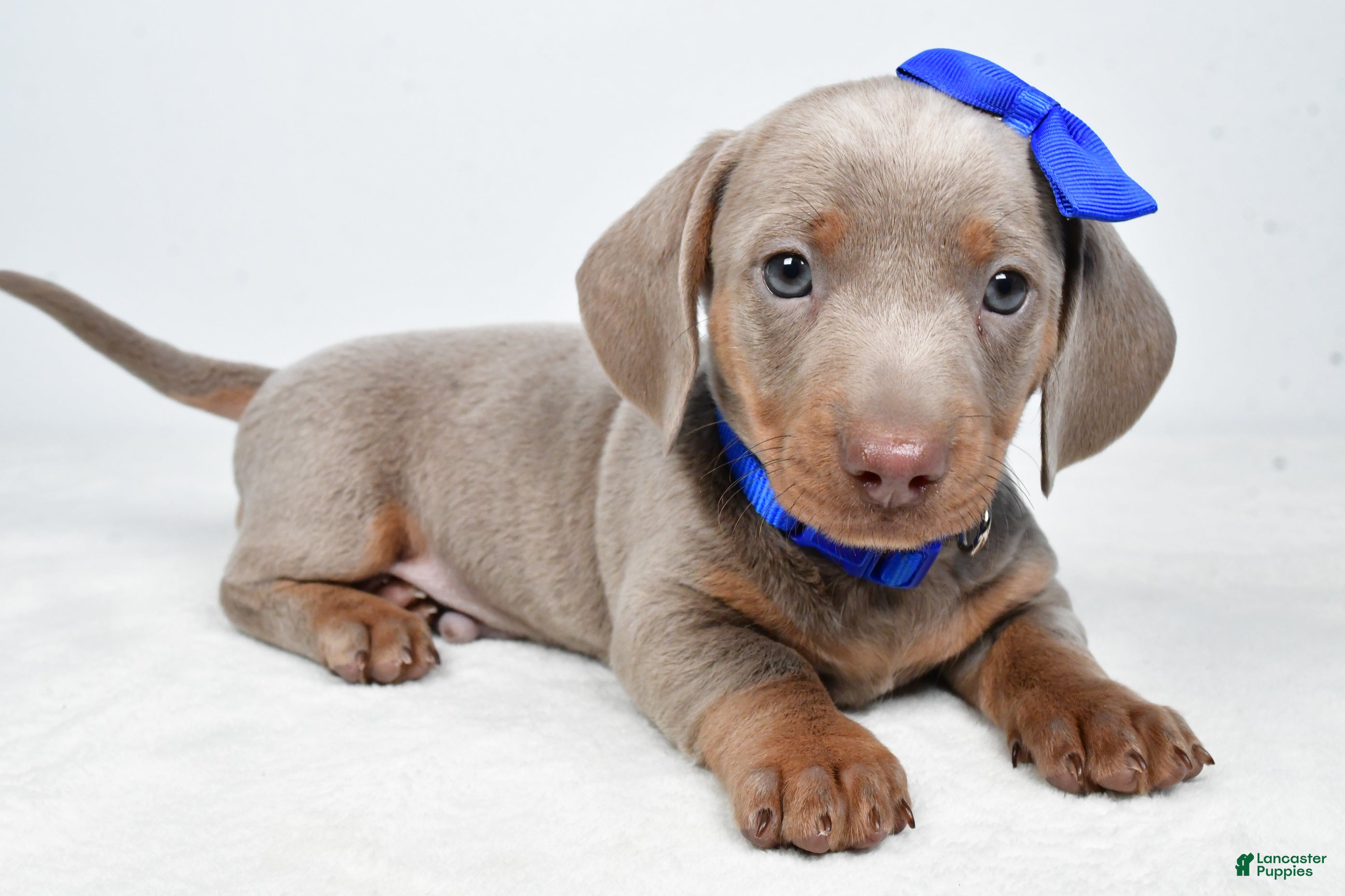 Miniature Dachshund dogs Austin - Ad 1