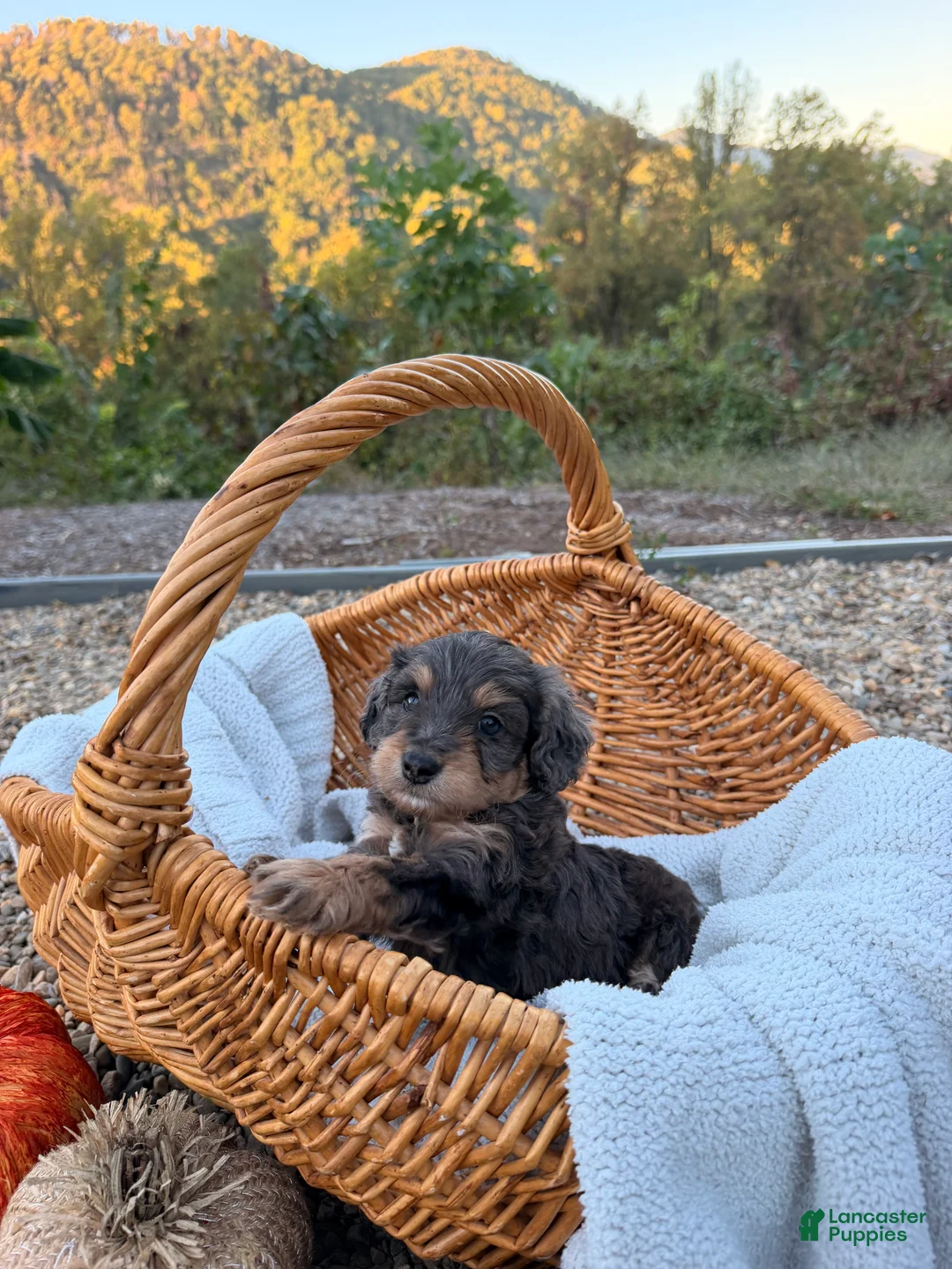 Aussiedoodle dogs for sale: Boone - Ad 2