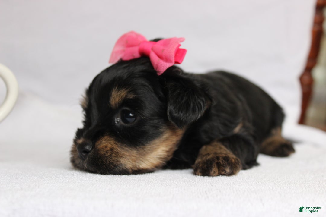 Yorkshire Terrier dogs for sale: Yorkshire Terrier Puppy 2 - Ad 2