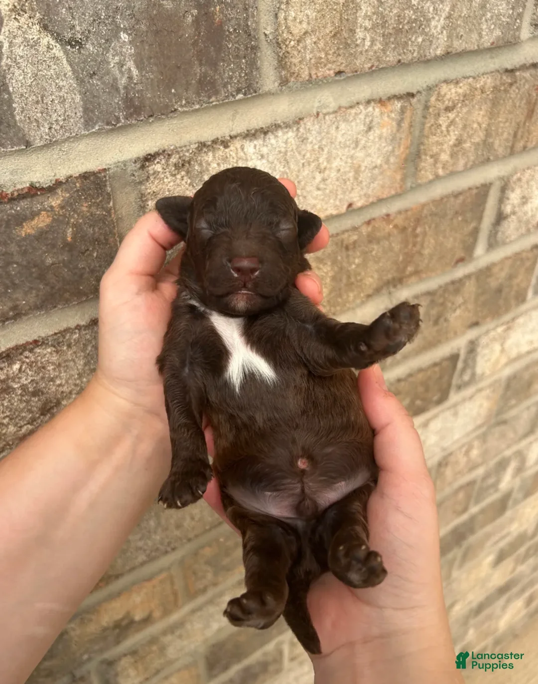 Lagotto Romagnolo dogs for sale: Chello - Ad 1