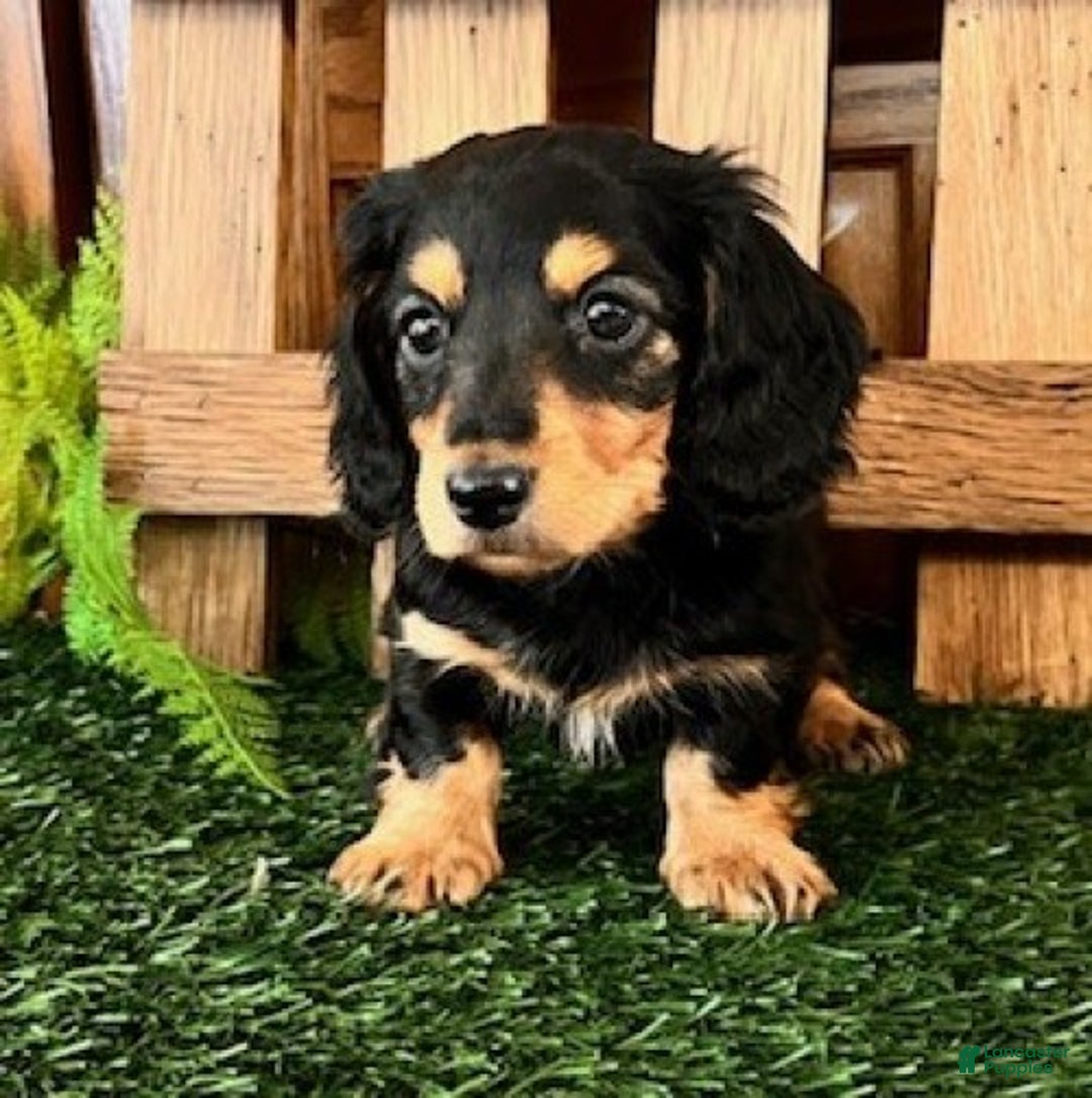 Miniature Dachshund dogs for sale: Tanner - Ad 2