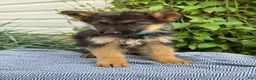 German Shepherd dogs for sale: Gabby - Ad 13