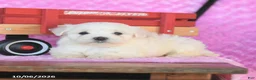 Maltese dogs for sale: Parker - Ad 3