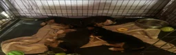 Beagle dogs for sale: Striker - Ad 3