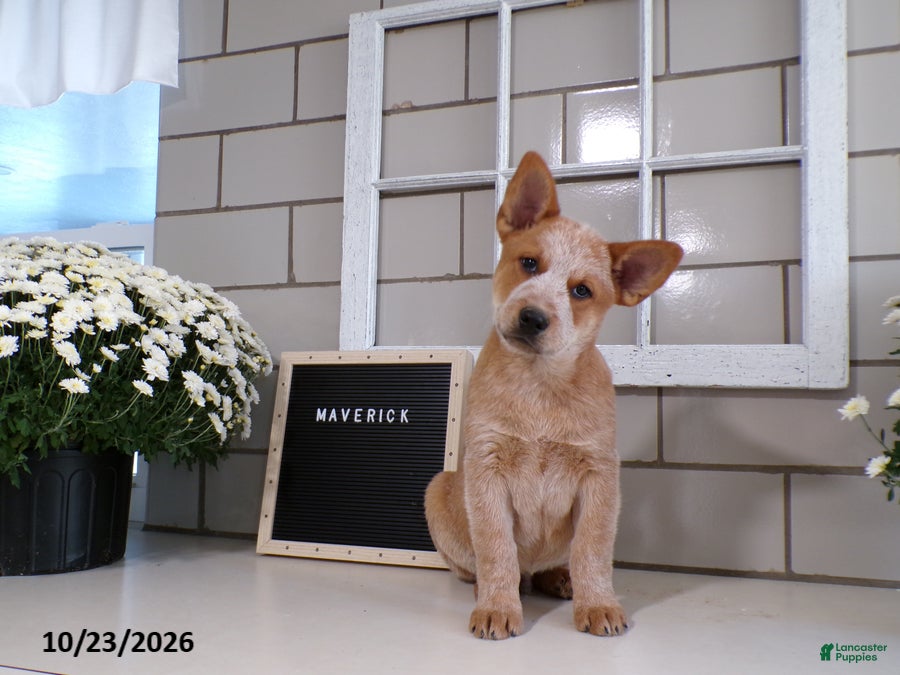 Australian Cattle Dog dogs for sale: Maverick - Ad 1