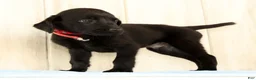 Labrador Retriever dogs for sale: Banner - Ad 7