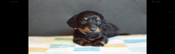 Miniature Dachshund dogs for sale: Miniature Dachshund Puppy 2 - Ad 4