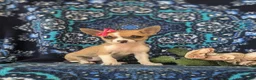 Chihuahua dogs for sale: Amelia 6 lbs Full Grown - Ad 3