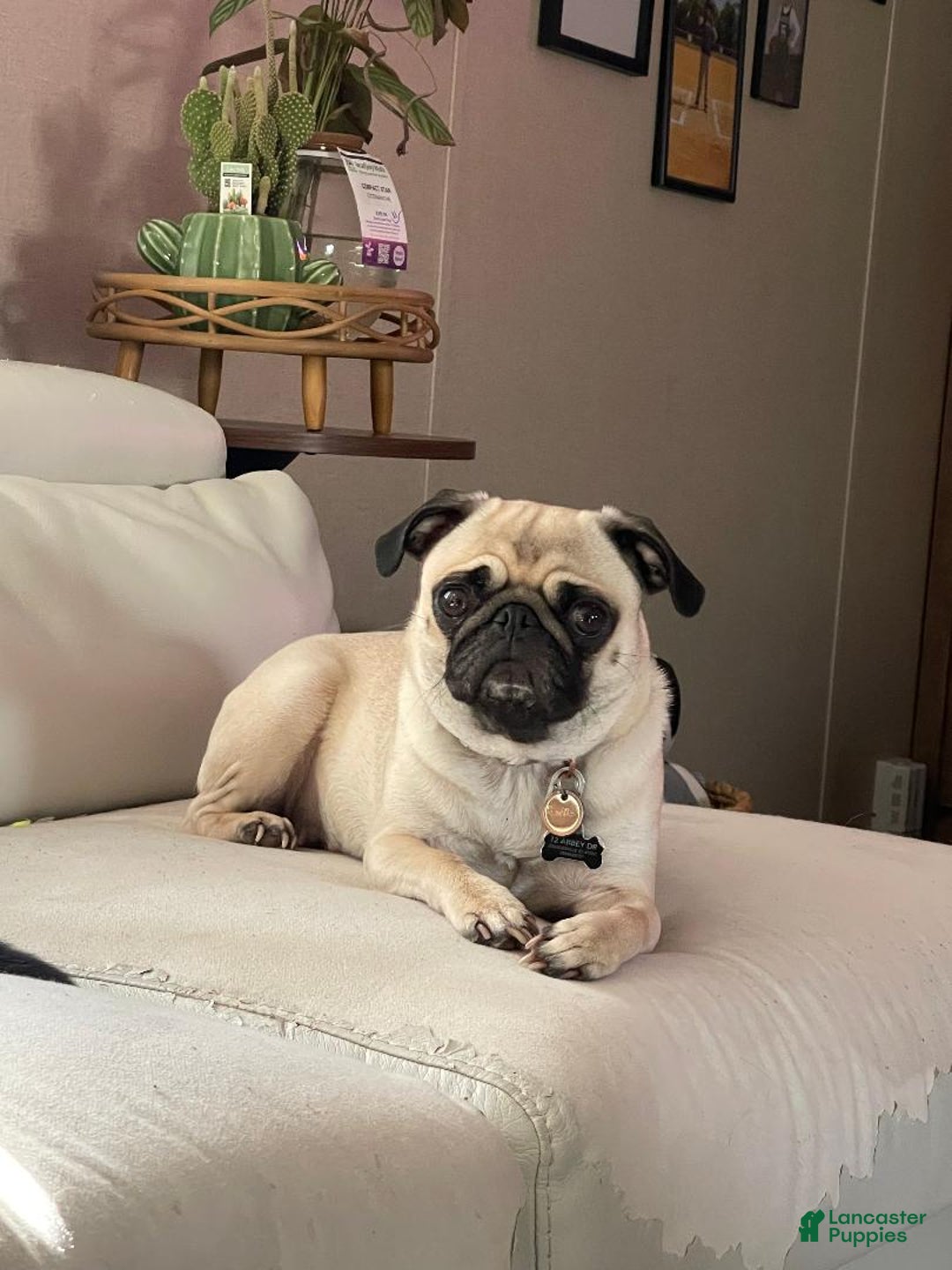 Pug dogs for sale: DIESEL - Ad 2