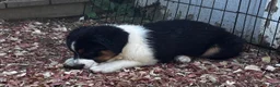 Miniature Australian Shepherd dogs for sale: #7 Bear - Ad 5