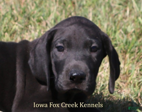 Great Dane dogs Sadie - Ad 1