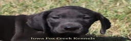 Great Dane dogs for sale: Sadie - Ad 1