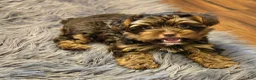 Yorkshire Terrier dogs for sale: Denver - Ad 3