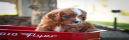 Cavapoo dogs for sale: Kyle🐾 - Ad 15