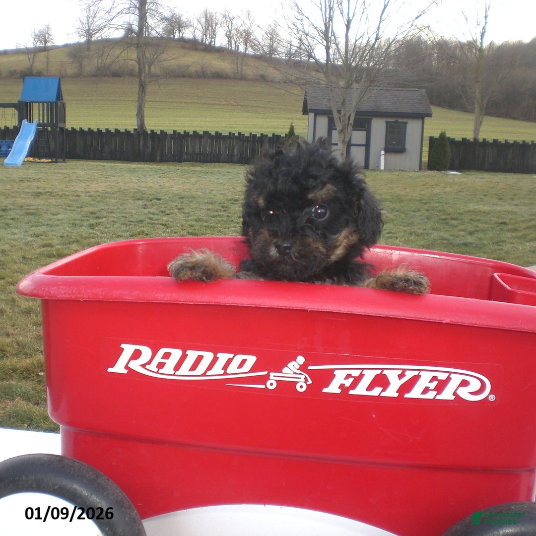 Yorkiepoo dogs for sale: Abby - Ad 8