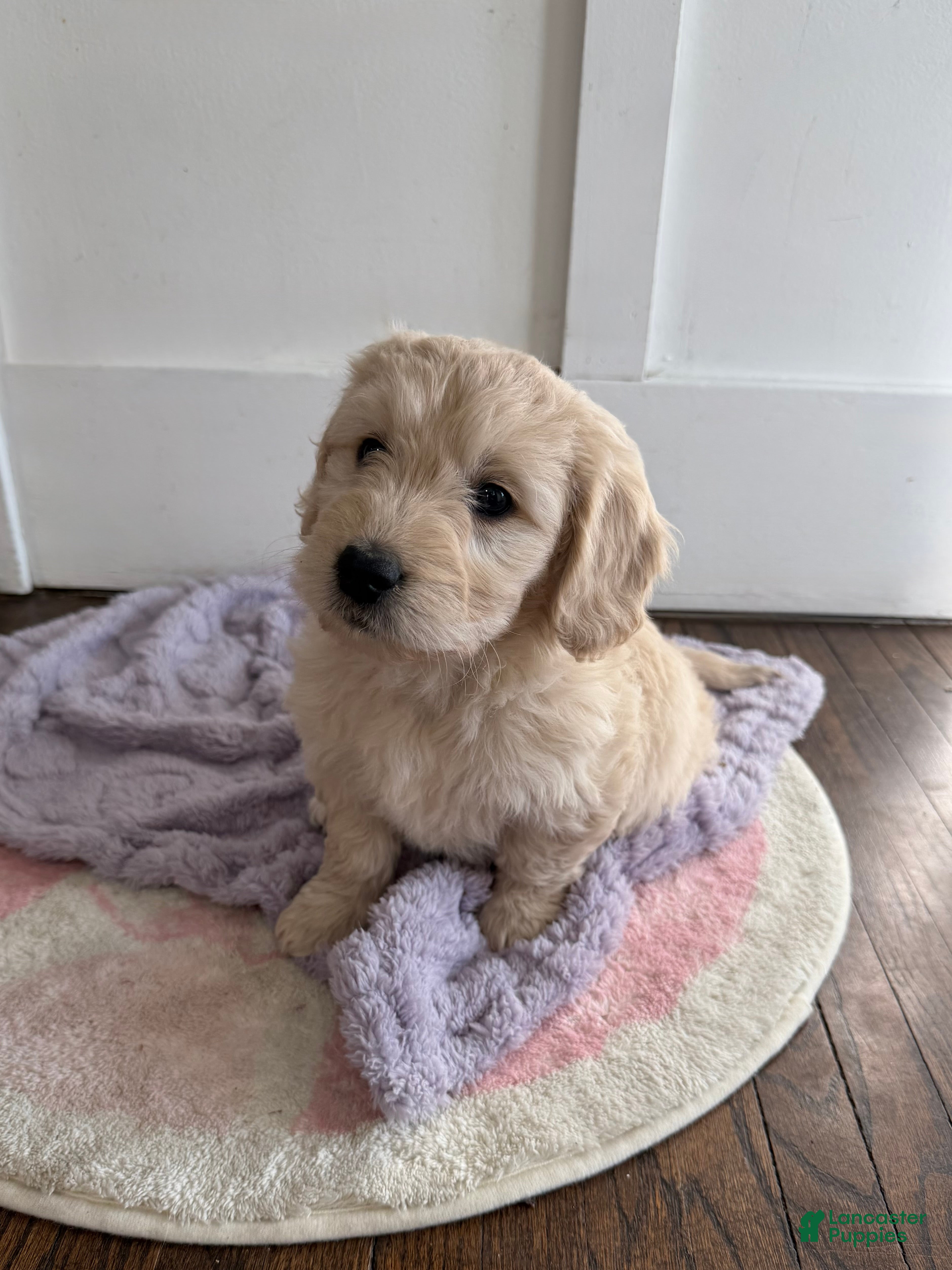 Mini Goldendoodle dogs Holly - Ad 1