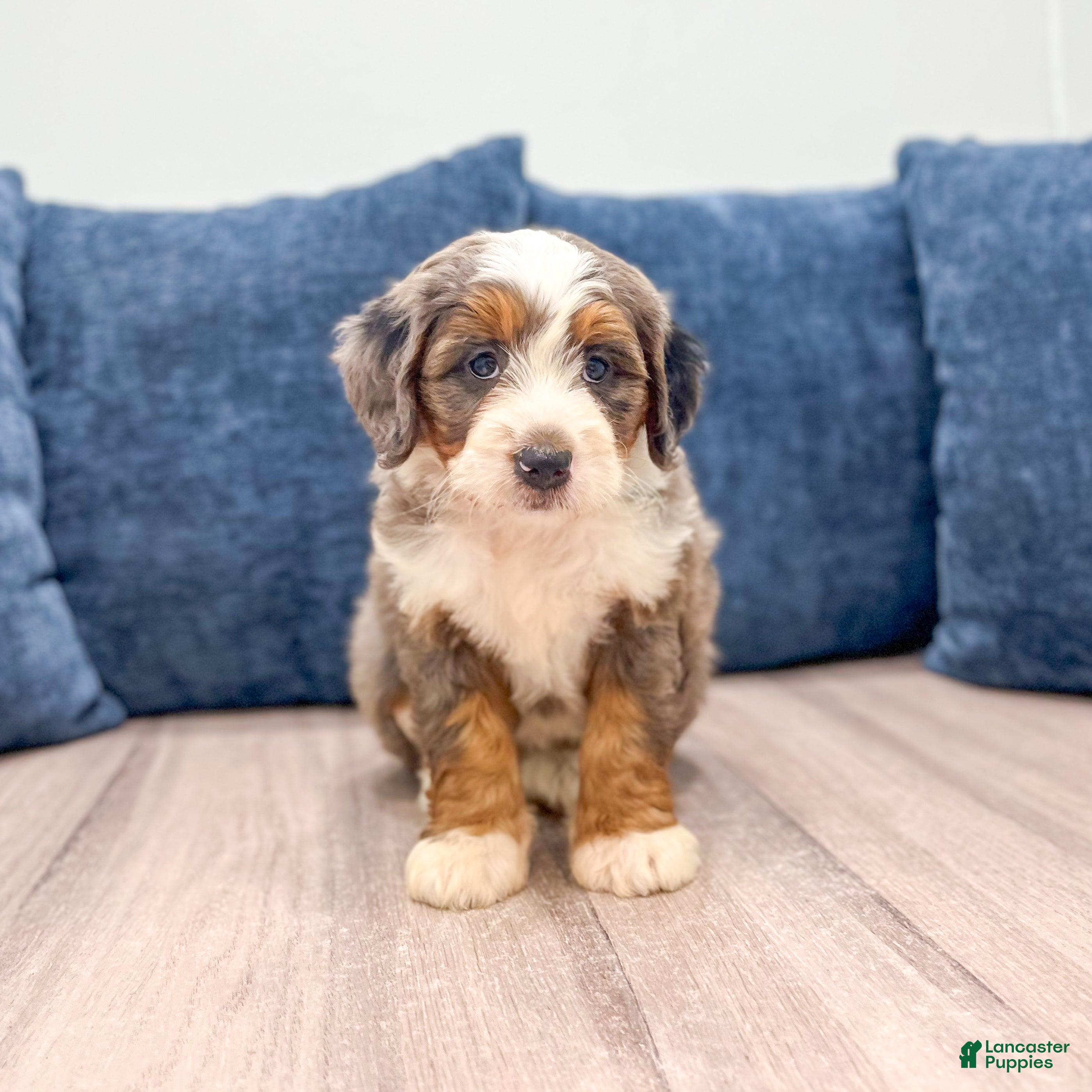 Mini Bernedoodle dogs Ruby - Ad 1