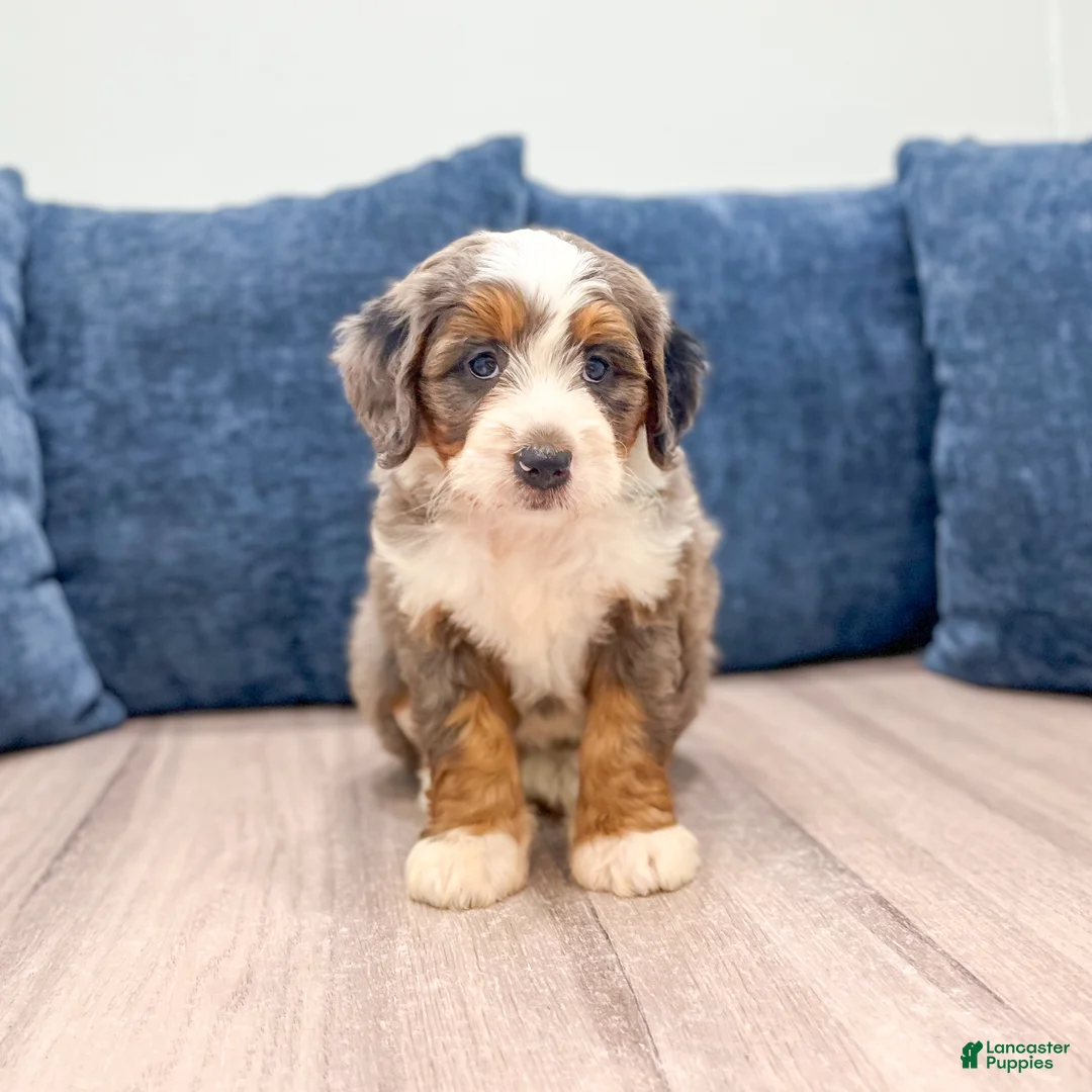 Mini Bernedoodle dogs for sale: Ruby - Ad 1