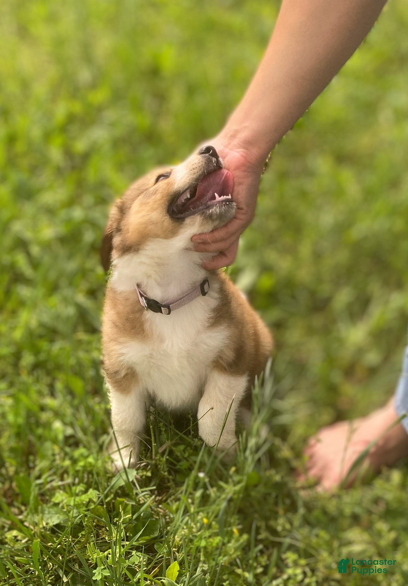 Mixed Breed dogs for sale: ♥️HAPPY GIRL HEIDI♥️ - Ad 19