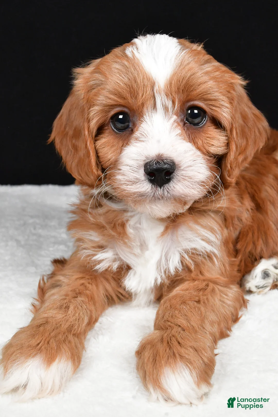 Cavapoo dogs for sale: Kendall - Ad 8