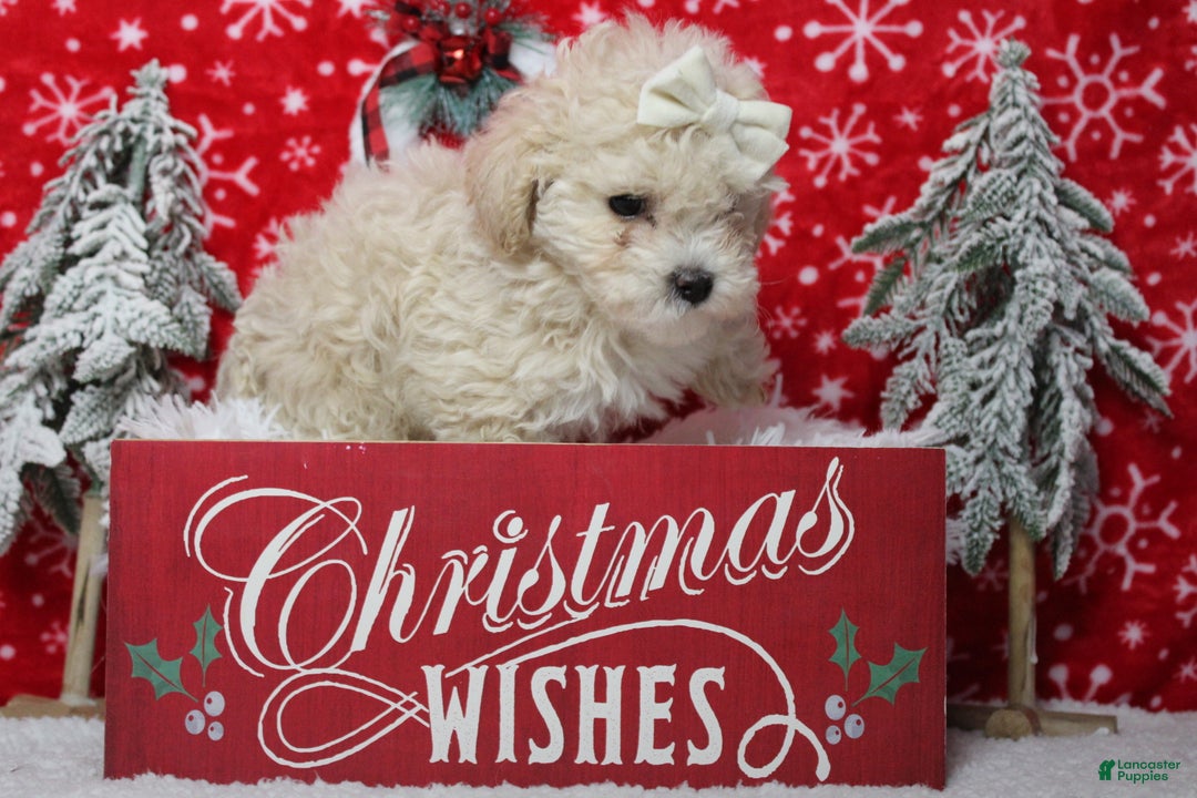 Havapoo dogs for sale: Cha Cha  - Ad 5