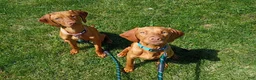 Vizsla dogs for sale: Vizsla 2 - Ad 2
