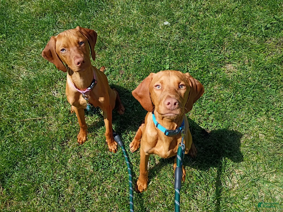 Vizsla dogs for sale: Vizsla 2 - Ad 2