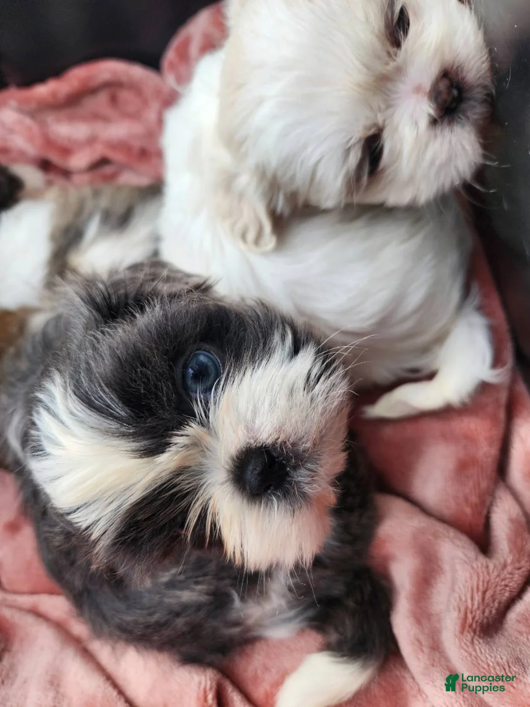 Shih Tzu dogs for sale: Shih Tzu Puppy 3 - Ad 2