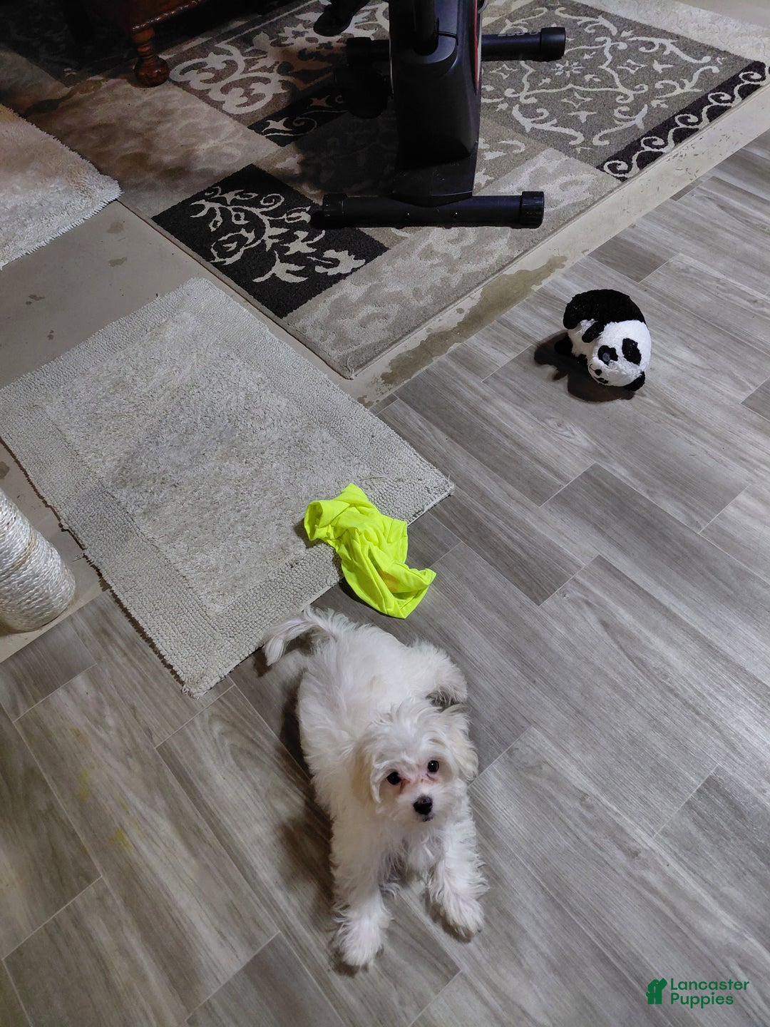 Maltese dogs for sale: Gucci - Ad 8