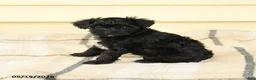 Yorkiepoo dogs for sale: Celeste - Ad 4