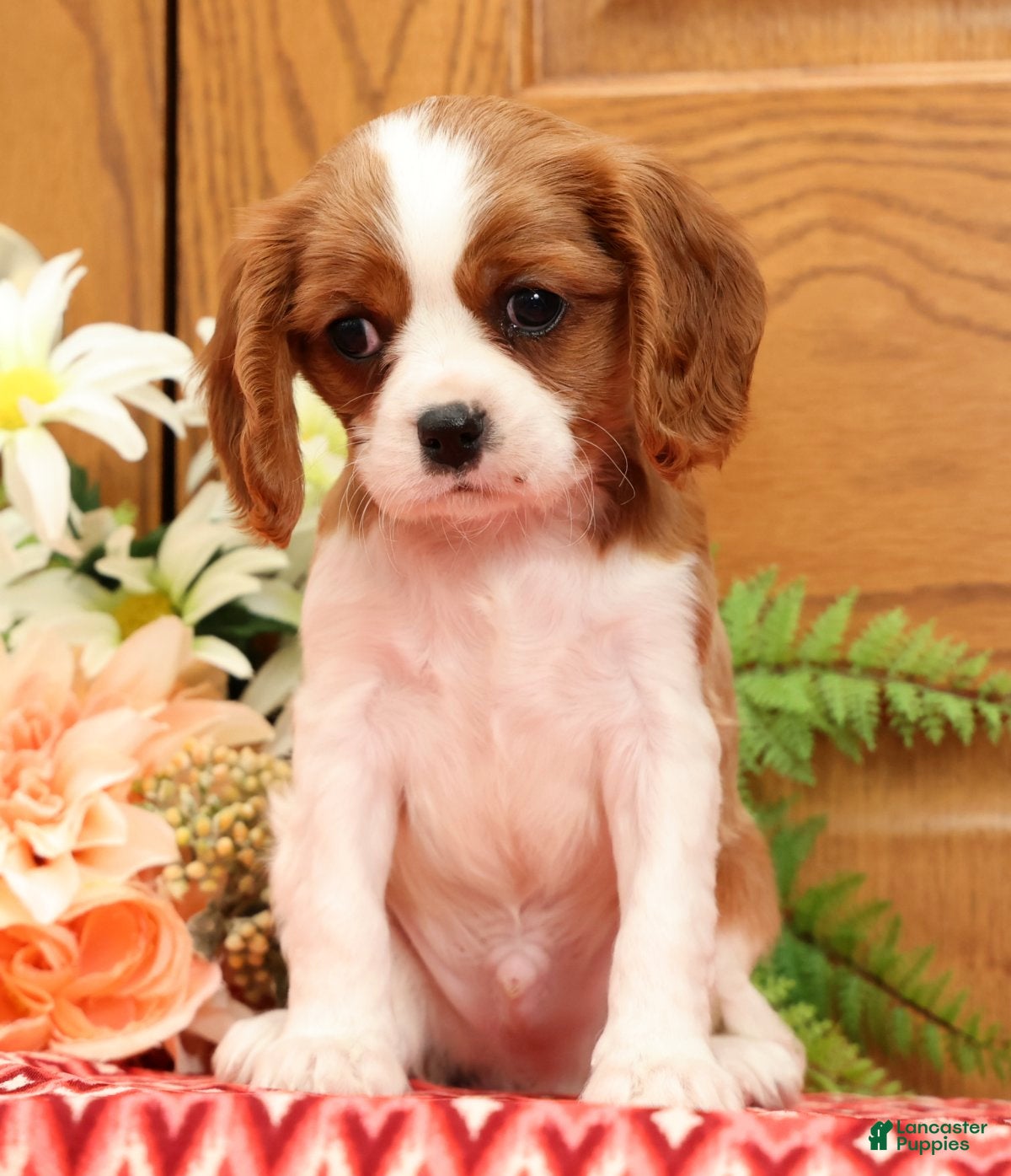 Cavalier King Charles Spaniel dogs Tinker - Ad 1