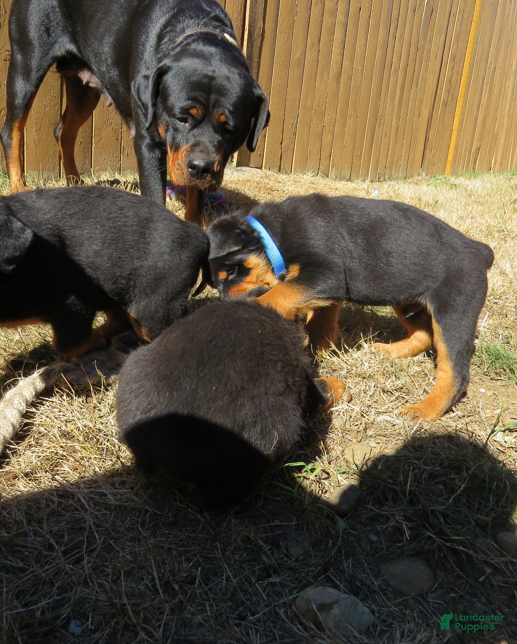Rottweiler dogs Napoleon - Ad 2