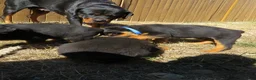 Rottweiler dogs for sale: Napoleon - Ad 2