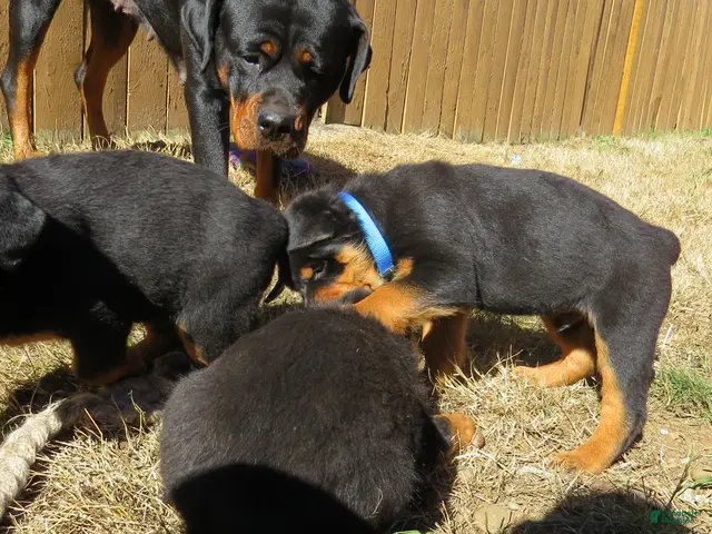 Rottweiler dogs Napoleon - Ad 2