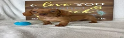 Dachshund dogs for sale: Duke - Ad 2