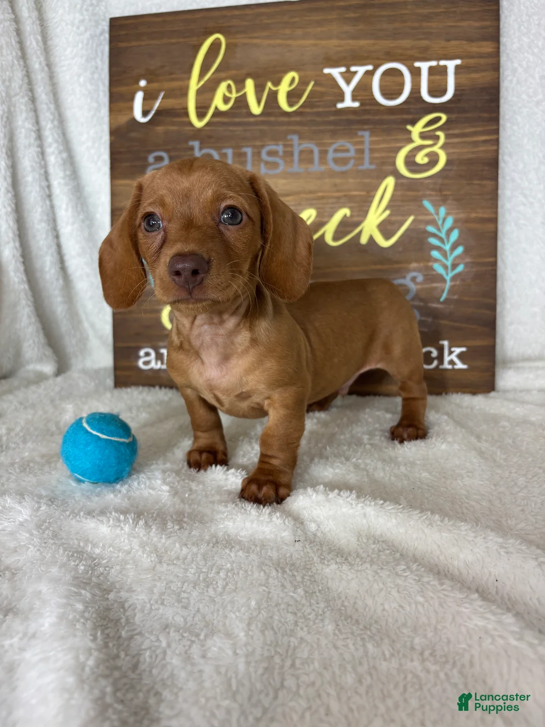 Dachshund dogs for sale: Duke - Ad 2