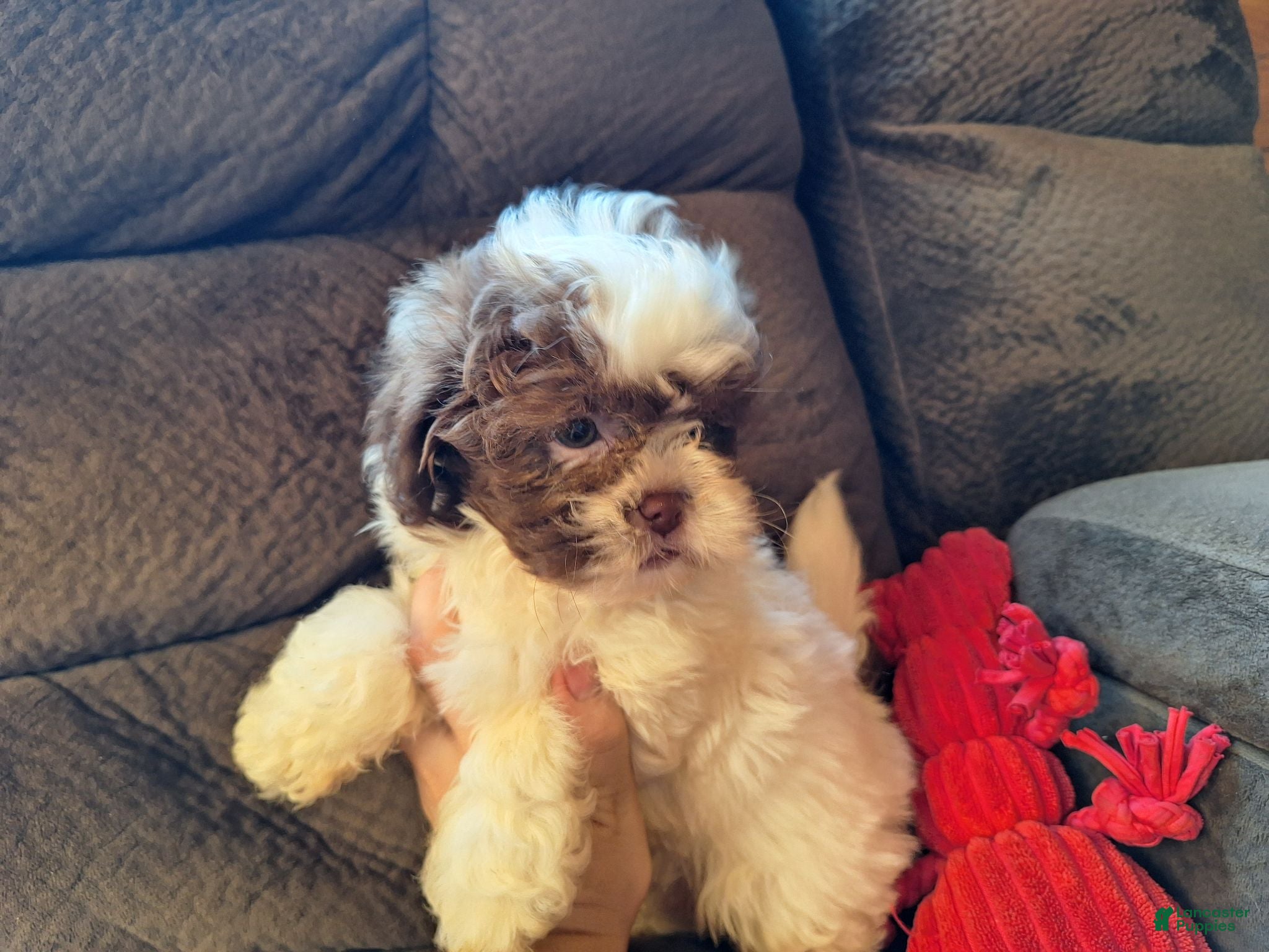 Teddy Bear dogs Rusty - Ad 2